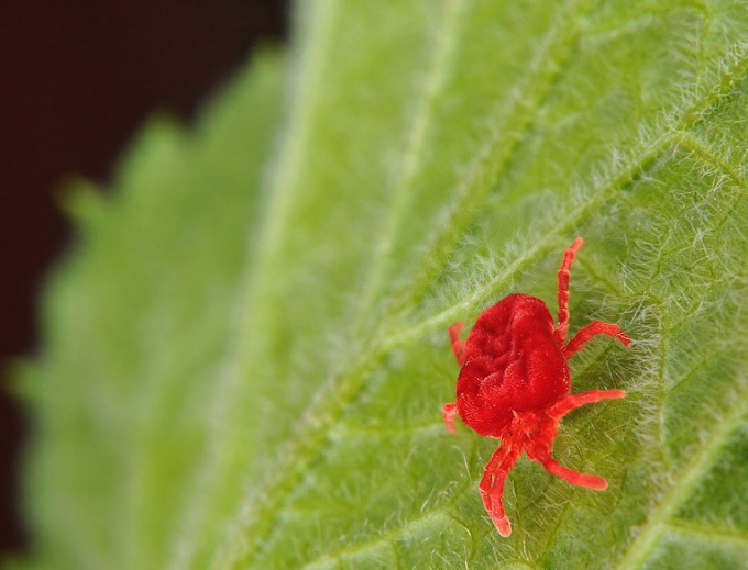 Ácaro-aranha - praga de plantas