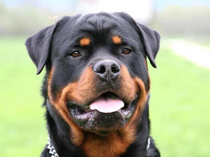 Como treinar um Rottweiler