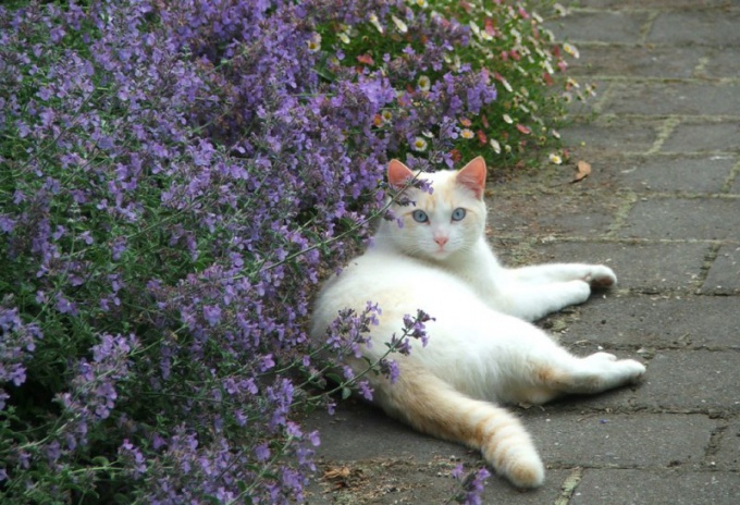 O que o cheiro de gato não tolera