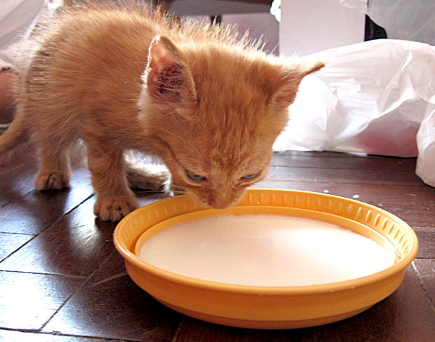 Como ensinar um gatinho a comer