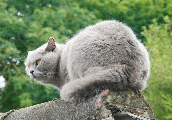 Como distinguir um gato britânico