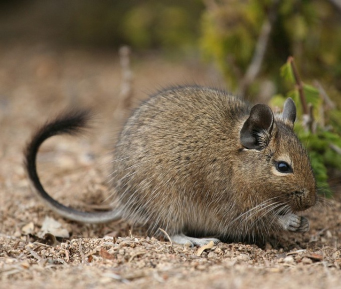 Dica 1: Como distinguir degu