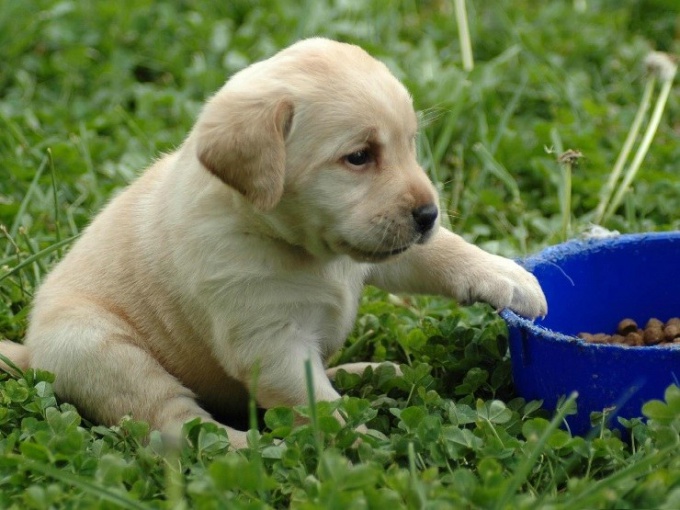 Qual é o melhor alimento de cachorro seco? 