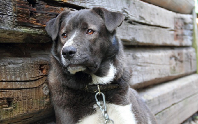 Como colocar um cachorro em uma corrente