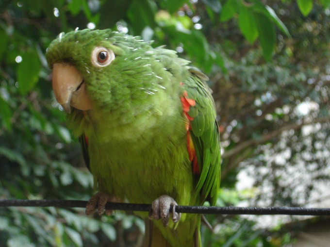 Dica 1: como domar aves em uma gaiola