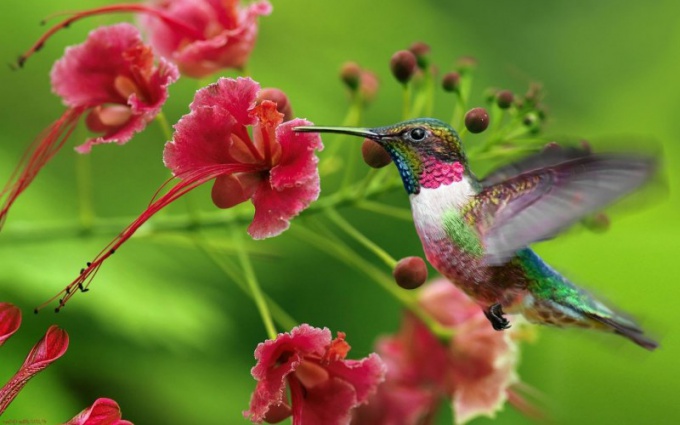 Como nascem os bebês dos beija-flores 