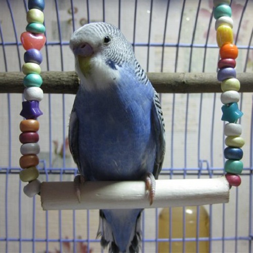 Como fazer um <strong> brinquedo </ strong> para um <b> parrot </ b>