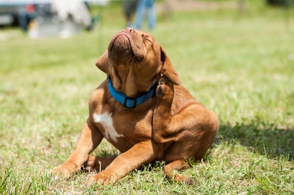 Dica 1: como escolher um veterinário