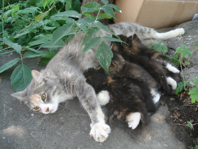 Dica 1: Como alimentar gatinhos sem gato