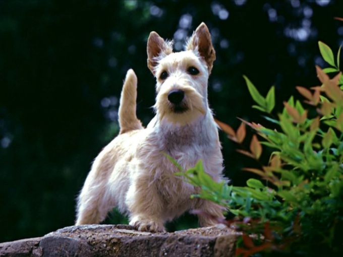 Como criar um cachorro de terrier