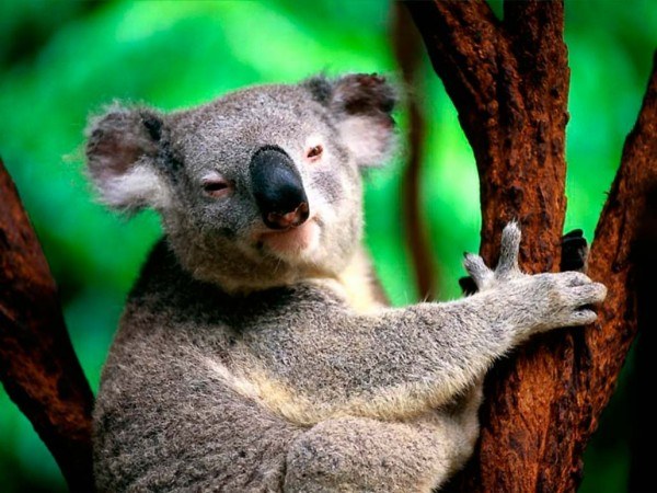 Tudo sobre koalas 