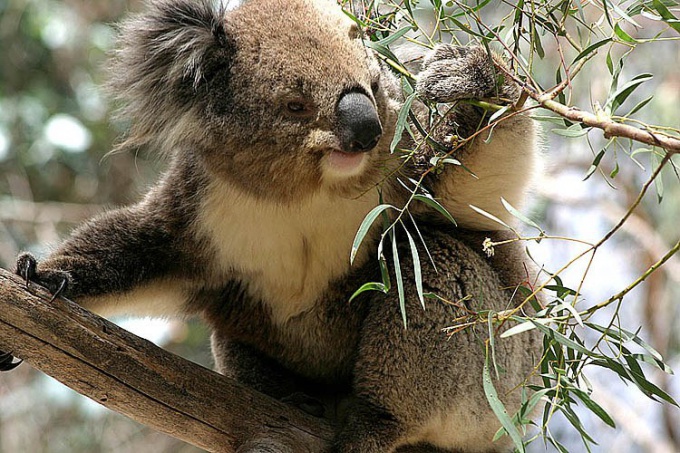 Por que os koalas desaparecem?