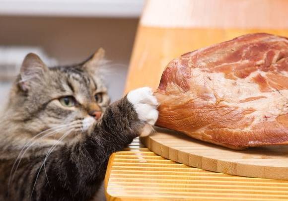 Os gatos podem comer comida humana