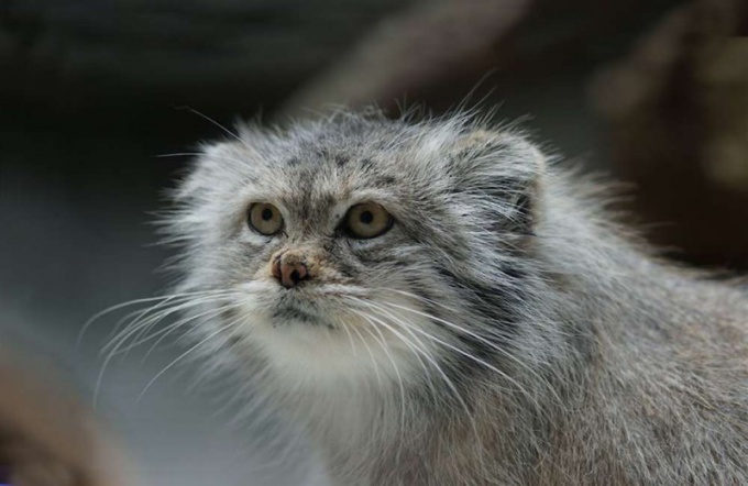  Muitos animais da família dos gatos são noturnos 