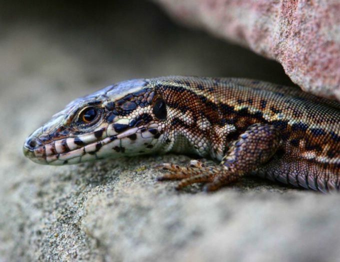 O lagarto vivíparo é uma incrível criação da natureza!