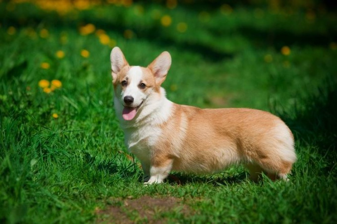 Cardigan de Corgi Galês