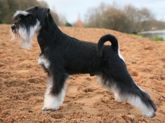 Recorte de cães com cabelos