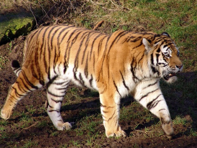 espécies totais de tigres